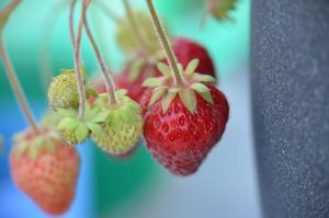 Erdbeeren Makroaufnahme (mit Raynox 150 Aufsatz)