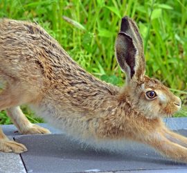 stretchender Feldhase, Yoga Dehnübung