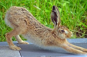 stretchender Feldhase, Yoga Dehnübung