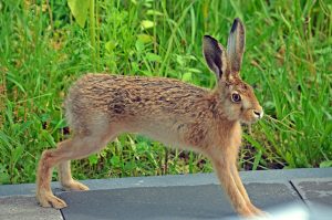Feldhase macht sich ganz groß