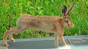 Feldhase macht sich lang