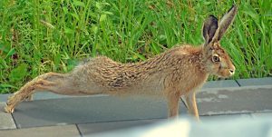 Feldhase macht sich ganz lang