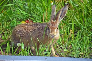 Fritz Feldhase mümmelt mal wieder und blickt cool in die Kamera