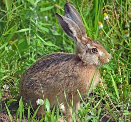 Feldhase sitzt in Wildwiese und frisst