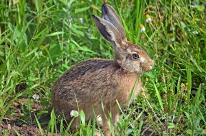 Feldhase sitzt in Wildwiese und frisst