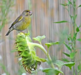Grünfink auf Sonnenblume