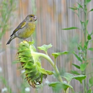 Grünfink auf Sonnenblume