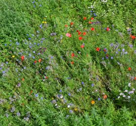 Wildwiese vom Balkon Anfang Juli