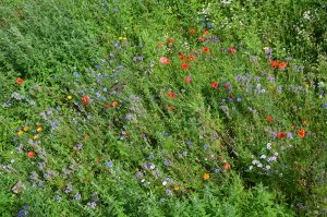 Wildwiese vom Balkon Anfang Juli