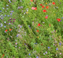 Wildwiesenausschnitt vom Balkon Anfang Juli