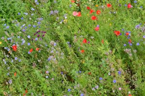 Wildwiesenausschnitt vom Balkon Anfang Juli