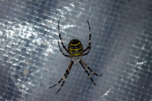 Weibliche Wespenspinne