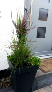 Pflanzkübel mit Knospenheide Calluna vulgaris