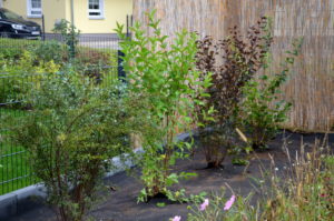 Von vorne nach hinten: Prachtspiere, Weigelie, Fasanenspiere, Duft- bzw. Bauernjasmin