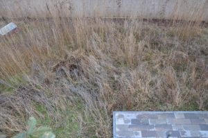 Garten mit pflanzenumwachsenem Diagonalweg vorm Umgraben
