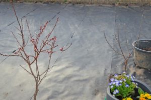 Zwerg-Aprikosenbaum und Zwerg-Apfelbaum