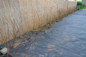 Ligusterhecke an Foliengarten