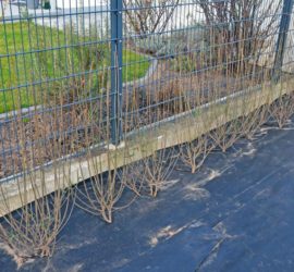 kleine Ligusterhecke zur Nachbarin