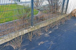 kleine Ligusterhecke zur Nachbarin