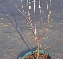 Apfelbaum gemulcht mit Umrandung