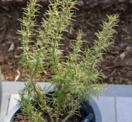 Säulenrosmarin (aus letztem Jahr überwintert)