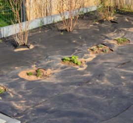 Storchenschnabel und Bodendecker